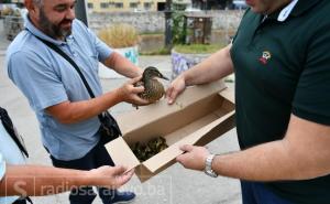 Priča koja će uljepšati dan: Radnici pronašli patku i spasili pačiće